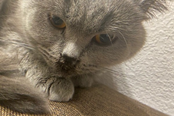猫咪生病的信号,可从身体表现和行动方面做判断