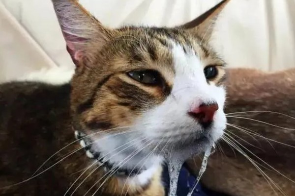 猫咪生病的信号,可从身体表现和行动方面做判断