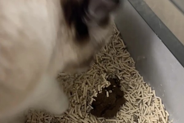 猫咪生病的信号,可从身体表现和行动方面做判断