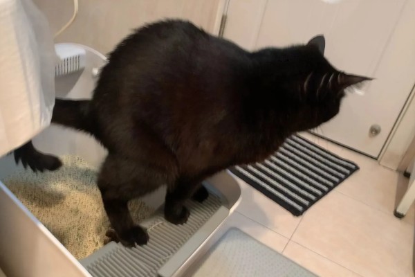 猫咪生病的信号,可从身体表现和行动方面做判断