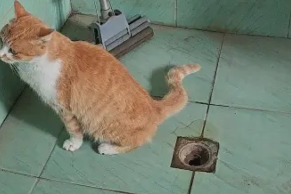 猫咪生病的信号,可从身体表现和行动方面做判断