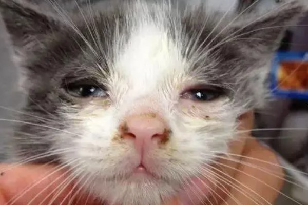 猫咪生病的信号,可从身体表现和行动方面做判断