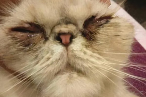 猫咪生病的信号,可从身体表现和行动方面做判断