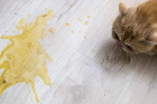 猫咪生病的信号,可从身体表现和行动方面做判断