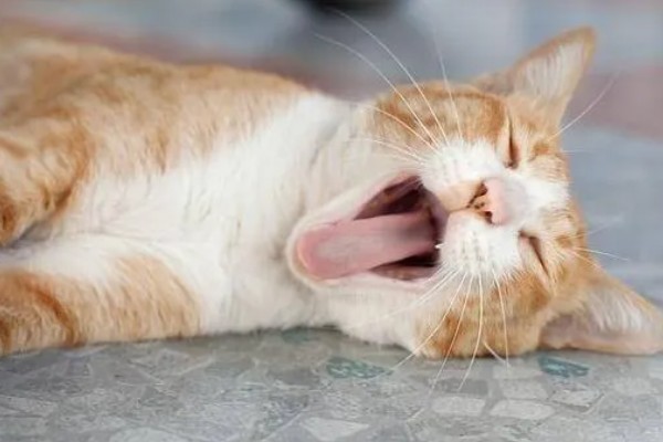 猫咪生病的信号,可从身体表现和行动方面做判断
