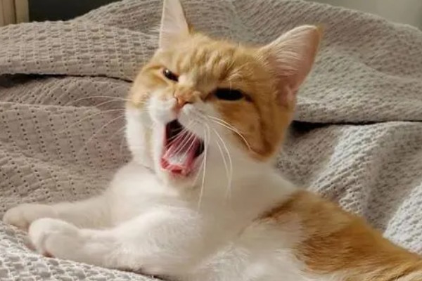 猫咪生病的信号,可从身体表现和行动方面做判断
