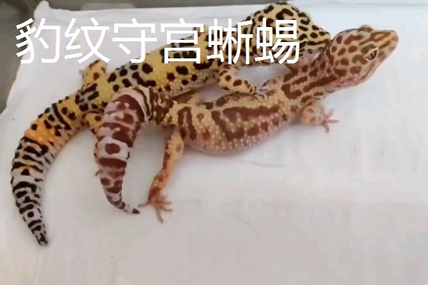 怎么养宠物蜥蜴，需保持周围温度适宜