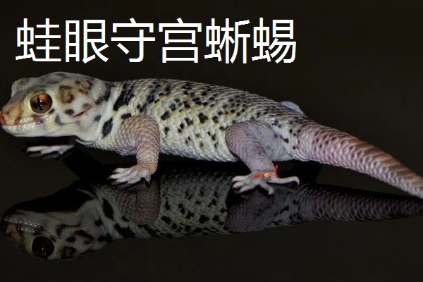 怎么养宠物蜥蜴，需保持周围温度适宜