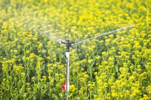 油菜开花期能不能浇水,土壤肥力低、植株长势差时需要多灌水