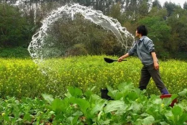 油菜开花期能不能浇水,土壤肥力低、植株长势差时需要多灌水