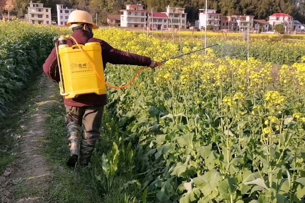 油菜开花期能不能浇水,土壤肥力低、植株长势差时需要多灌水