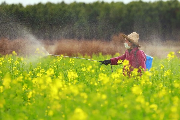 油菜开花期能不能浇水,土壤肥力低、植株长势差时需要多灌水