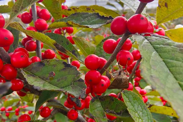 北美冬青为什么叶子发黑，缺少阳光需转移到向阳环境中