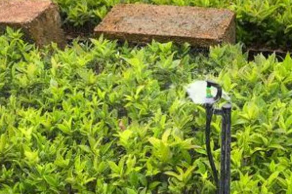 北美冬青为什么叶子发黑，缺少阳光需转移到向阳环境中