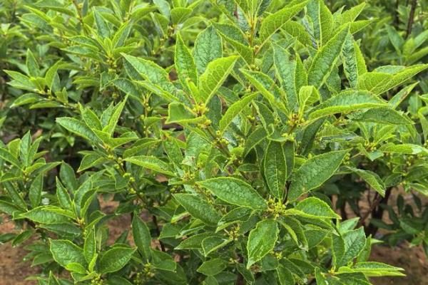 北美冬青为什么叶子发黑，缺少阳光需转移到向阳环境中