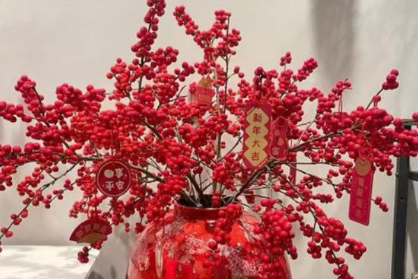 北美冬青为什么叶子发黑，缺少阳光需转移到向阳环境中