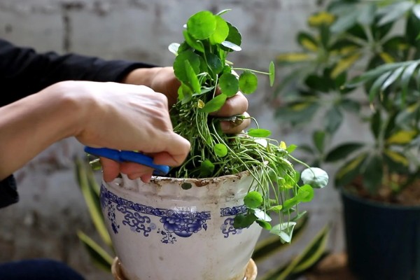 铜钱草剃头的季节,适合在开完花之后进行