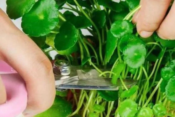 铜钱草剃头的季节,适合在开完花之后进行