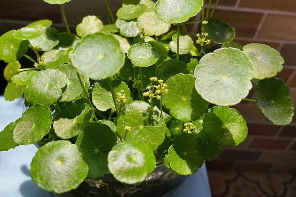 铜钱草剃头的季节,适合在开完花之后进行