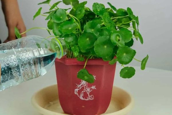 铜钱草剃头的季节,适合在开完花之后进行