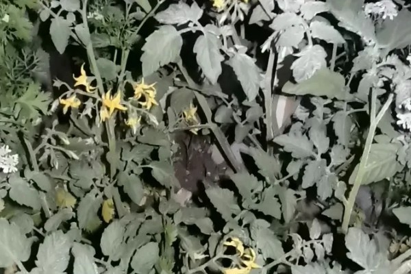 圣女果发芽后每天要浇水吗,不需要每天浇水