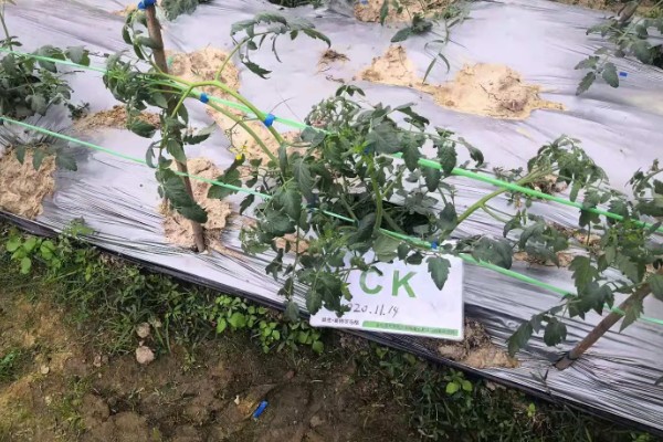 圣女果发芽后每天要浇水吗,不需要每天浇水