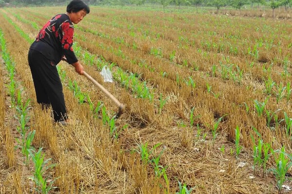 谷子每亩需多少肥料,需根据土壤本身的肥力决定