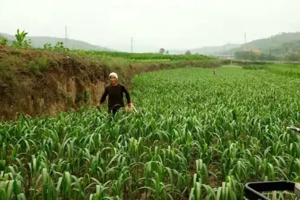 谷子每亩需多少肥料,需根据土壤本身的肥力决定