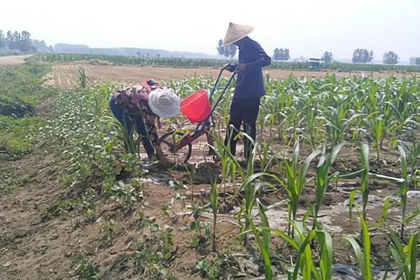 谷子每亩需多少肥料,需根据土壤本身的肥力决定