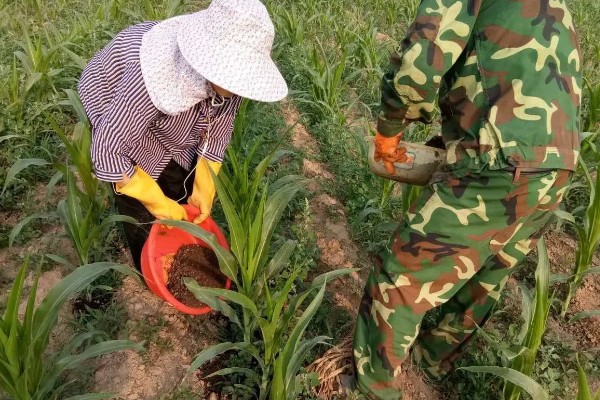 谷子每亩需多少肥料,需根据土壤本身的肥力决定