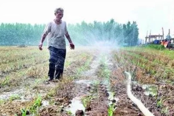 谷子每亩需多少肥料,需根据土壤本身的肥力决定