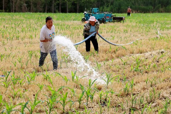 谷子每亩需多少肥料,需根据土壤本身的肥力决定
