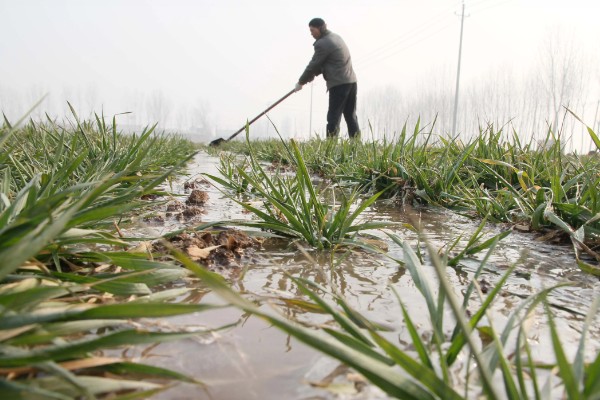 谷子每亩需多少肥料,需根据土壤本身的肥力决定