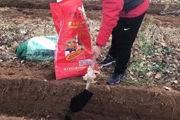 谷子每亩需多少肥料,需根据土壤本身的肥力决定