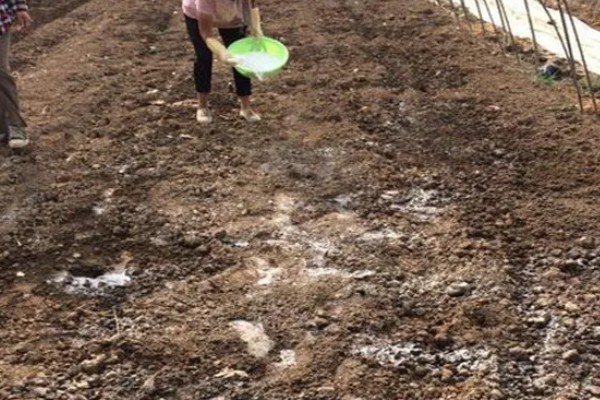 谷子每亩需多少肥料,需根据土壤本身的肥力决定