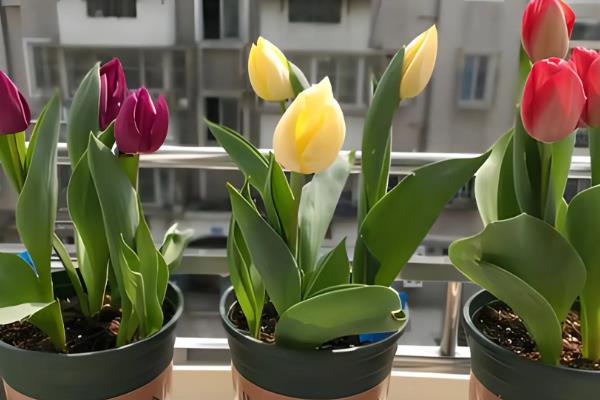 郁金香种植后要马上浇水吗，用生根溶液浇透土壤