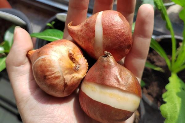 郁金香种植后要马上浇水吗，用生根溶液浇透土壤