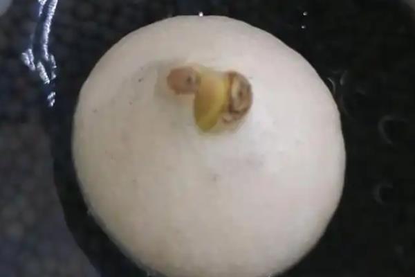 郁金香种植后要马上浇水吗，用生根溶液浇透土壤