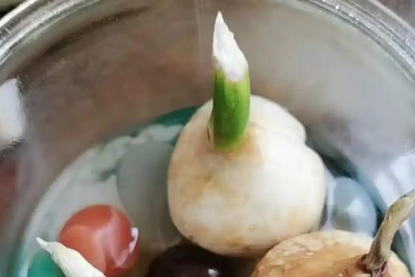 郁金香种植后要马上浇水吗，用生根溶液浇透土壤