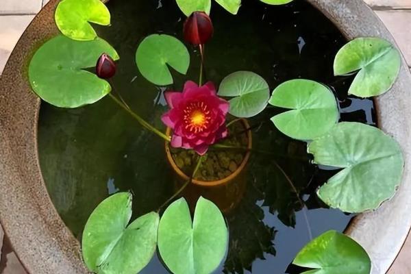 睡莲可以养多长时间，可存活15-18年左右