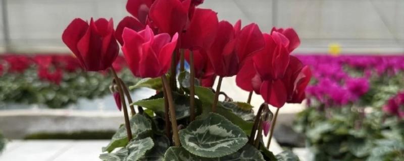 仙客来的花语是什么，寓意喜迎贵客、艳丽妩媚等
