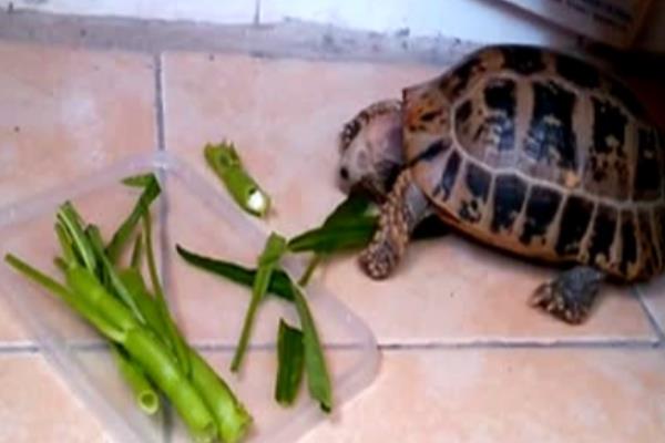 缅甸陆龟好不好养,饲养难度并不大
