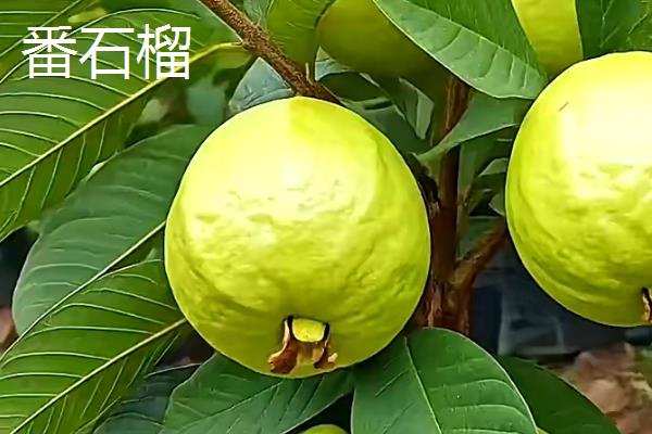 石榴和番石榴的区别,前者表皮呈红色、后者表皮呈青色