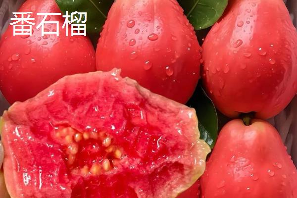 石榴和番石榴的区别,前者表皮呈红色、后者表皮呈青色
