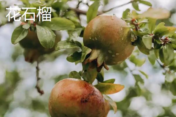 石榴和番石榴的区别,前者表皮呈红色、后者表皮呈青色