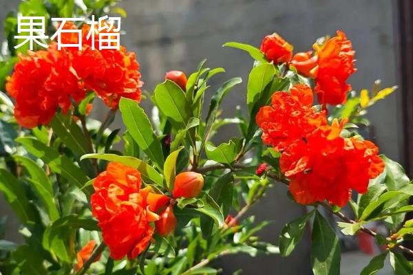 石榴和番石榴的区别,前者表皮呈红色、后者表皮呈青色