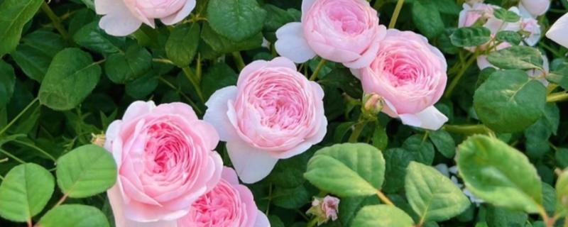 粉月季花的花语，寓意初恋、高贵等