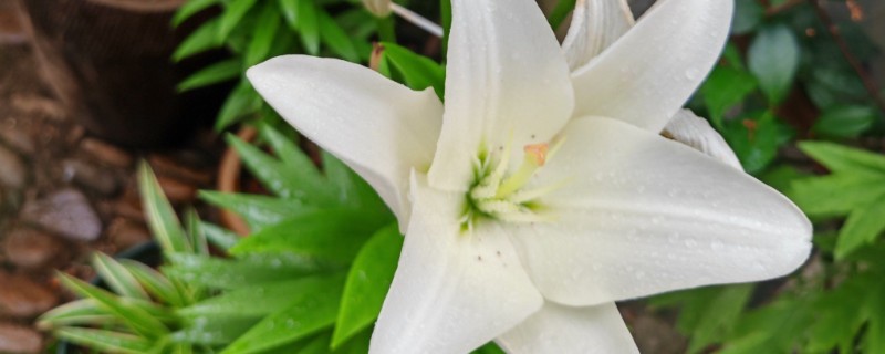 百合开完花怎么处理，需及时将开败的残花剪除
