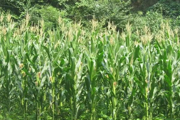 双甜2025玉米品种简介，注意防治病虫害