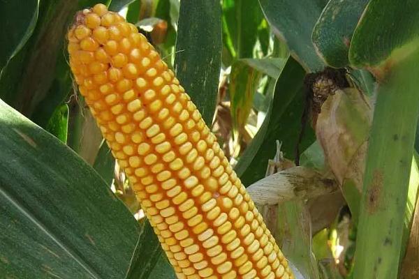 宣瑞17号玉米品种的特性，播种出苗后应及时间苗均苗